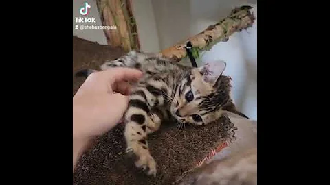 Watch the video about I Love My Kitty Kat