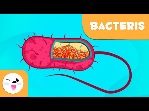 Vídeo: Els bacteris són quimioheteròtrofs?