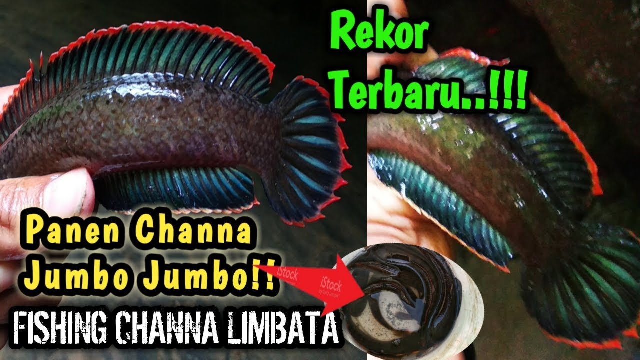 Rezeki..!! Dapat Ikan Channa Limbata Biru Dan Jumbo Jumbo II Mancing