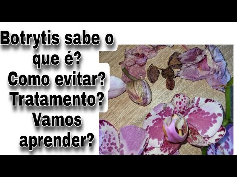 Vídeo: Como posso saber se tenho botrytis?