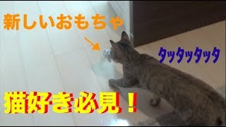 新しいおもちゃを口にくわえて運ぶ子猫が可愛すぎた [子猫][保護猫][可愛い][癒し]