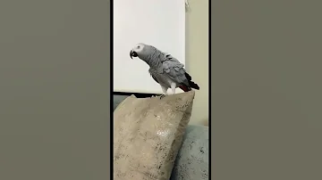 ببغاء كاسكو يرقص 