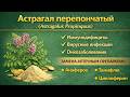 Астрагал перепончатый Astragalus Propinquus