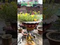 बूंद-बूंद, पत्ता-पत्ता।मैं और मेरे पेड़।#reels #trending #homegarden
