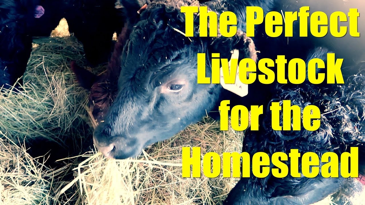 permaculture ethics The Perfect Livestock for the Homestead: Dexters, American Guinea Hogs, Katahdin Sheep