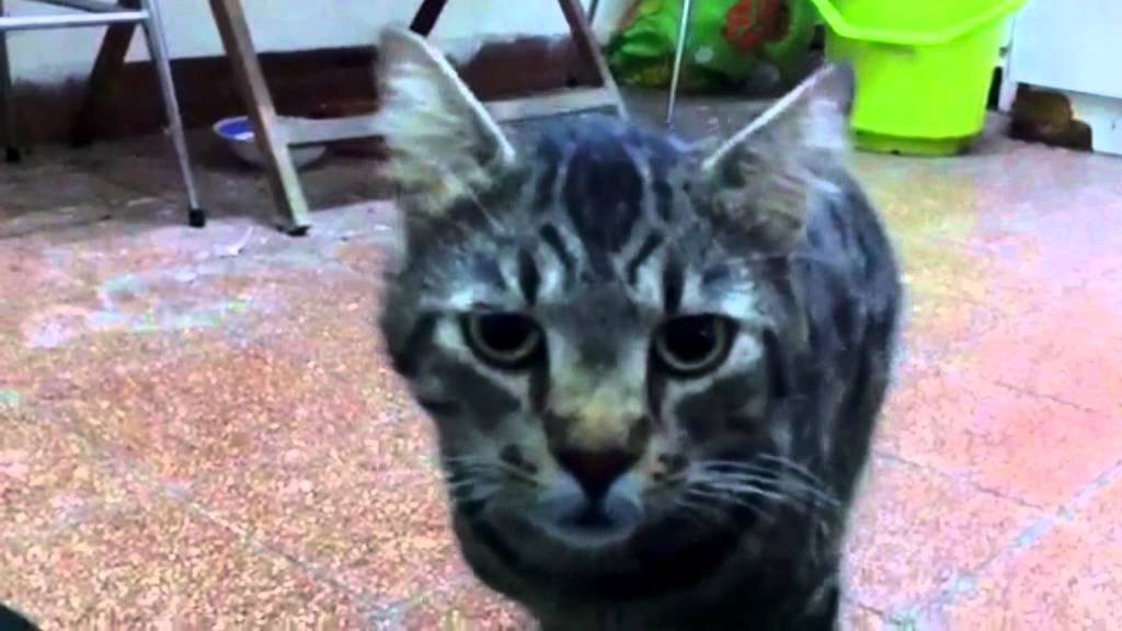 Bild från Katt... lol?