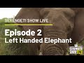 The Big Bull - elephant at Serengeti - Tanzania safari Show live - Episode 2