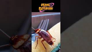 fakta unik ternyata KECOA  bisa hidup tanpa kepala #faktamenarik #infodunia #viral