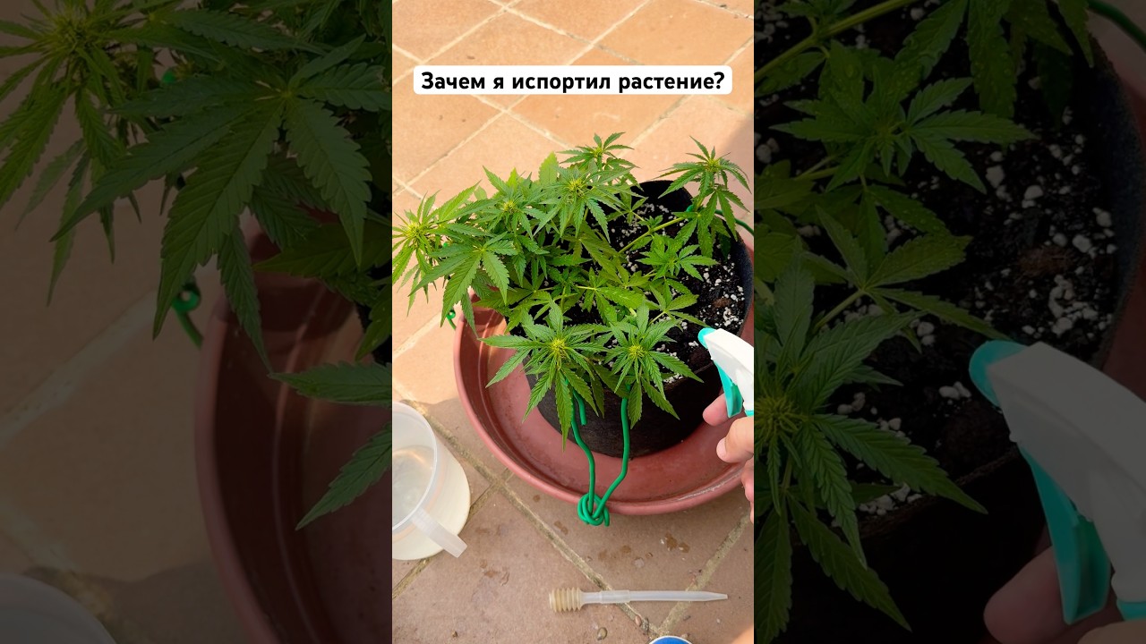 Как вырастить жирные шишки с нуля 🌱 | Тренировка, полив и уход за каннабисом [LST, DWC]