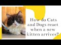 How Cats and Dogs behave when a new kitten arrives