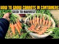 How To Grow Carrots At Home | SEED TO HARVEST