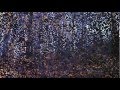 Hunters Dream TV Episode 2 Baumer Part1 Wmv 