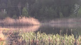 видео: Чудова риболовля в с .Русів картинка: Чудова риболовля в с .Русів