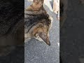 リリーと水の音