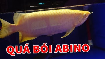 Bói Abino Body Siêu Đẹp, Review Nhiều Mẫu Huyết Long Mới Về Lúa Êm | Rồng Cần Thơ 