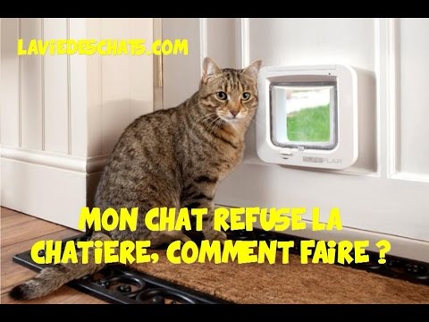 Vidéo: Comment Apprendre à Votre Chat à Utiliser Une Chatière