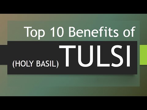 Top 10 Benefits of Tulsi - Amazing Health Benefits of Holy Basil - Holy Basil (Tulsi)
