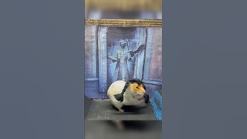 A Cute Wednesday - Hamster Maze - Hamster Escape