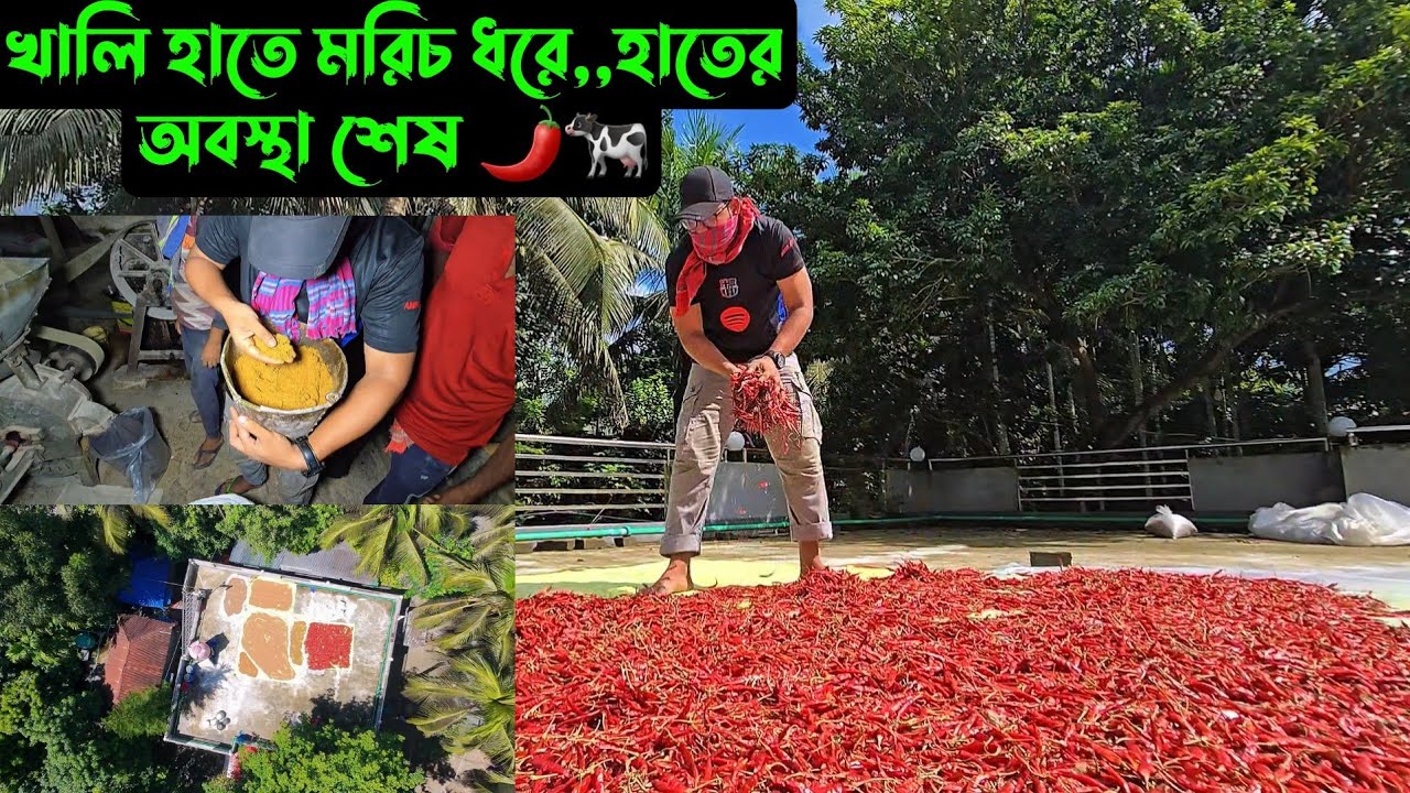খালি হাতে মরিচ ধরে,,হাতের অবস্থা শেষ 🌶🐄