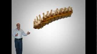 Introduction to Chiropractic