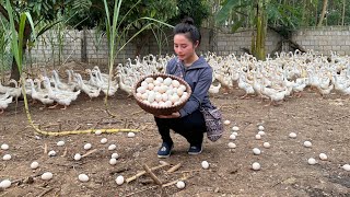 Harvesting duck eggs to sell at the market  Cooking