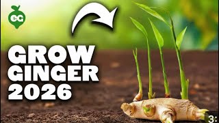 Ginger Farming 2026