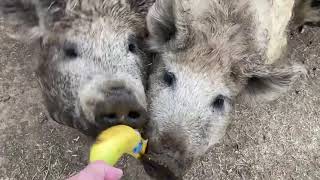 Pigs eat a banana.