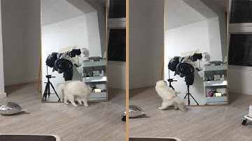 Cat Scared Of Its Reflection In Mirror