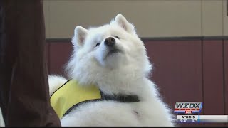 Therapy dogs visit Capital Hill