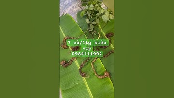 7 củ sâm rừng vip #sâm_ngọc_linh_rừng #sâm_ngọc_linh_rừng #sâm_ngọc_linh #sâm_ngọc_linh_rừng