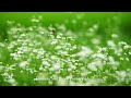 美しき花と緑の美風景（SPEEDMASTER50mmF0.95Ⅲ）の世界