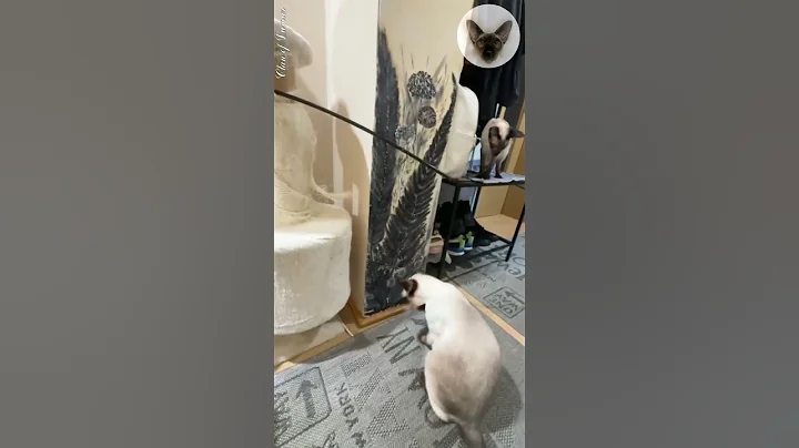 Watch the video about Cats' daily routine