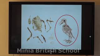 different kinds of animals - lesson 2- Gr 2-Science -Second term-MBS channel
