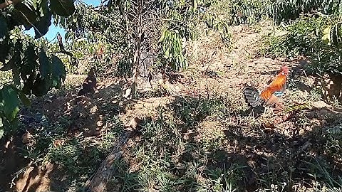 Bẫy gà rừng rặc mới nhất kèo bổi tốc độ #Cuab qaib qus 2022