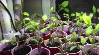 Tomato & Pepper Seedlings Update 2