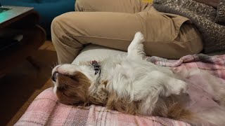 Vanilla, the Cavalier King Charles puppy, is relaxing with her belly up by her human dad