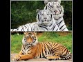 Rare White Tiger VS Royal Bengal Tiger