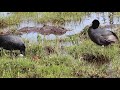 Eurasian Coots with baby chicks