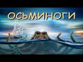 Осьминоги: земные инопланетяне| Познавательное видео про осьминогов| Удивительный мир беспозвоночных