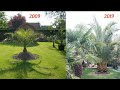 11 ans de timelapse de mon palmier des canaries  belgique