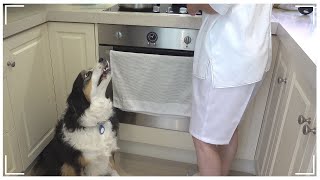 My Dog is being Naughty to get the Treat She Wants! by 레나랜드 Lena Land 5,173 views 3 months ago 8 minutes, 35 seconds