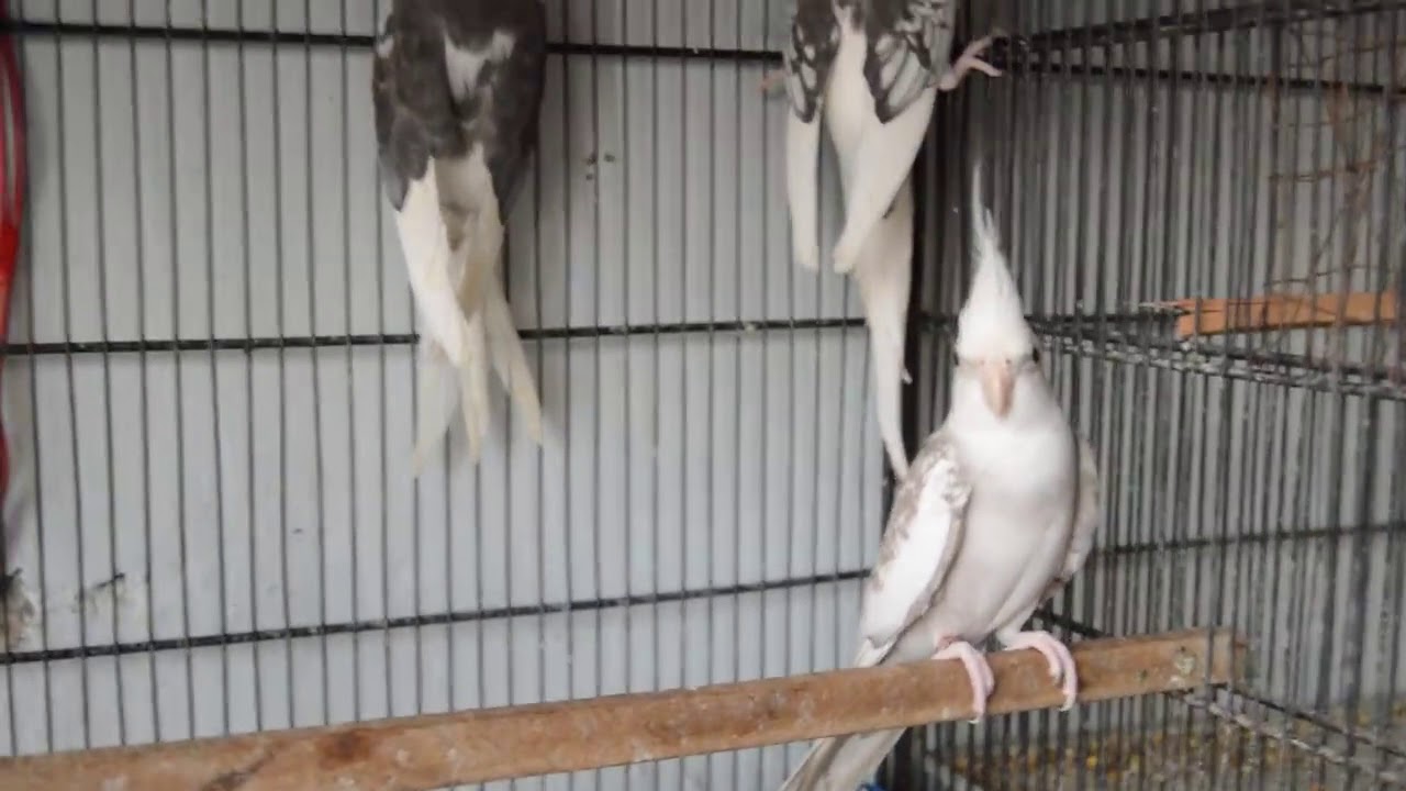 Eno Pied Cockatiel - YouTube