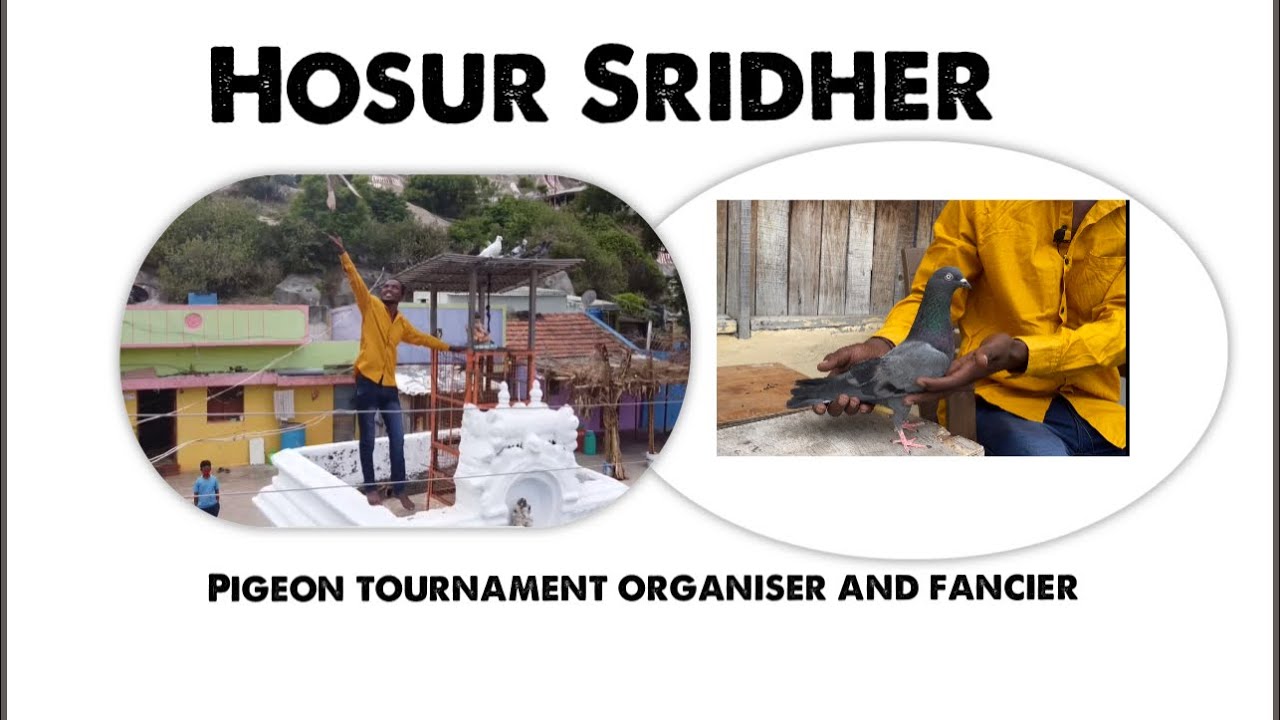Hosur Sridher Youngest Pegion tournament organiser & Fancier ￼