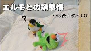 【エルモの遊び方は多目的】ずっと一緒だと言い張るシロハラインコ With Elmo 【エルモの遊び方は多目的】ずっと一緒だと言い張るシロハラインコ With Elmo