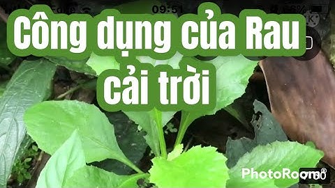 Những công dụng chữa bệnh tuyệt vời của cây cải trời có thể bạn chưa biết | Thanh đồng vlog
