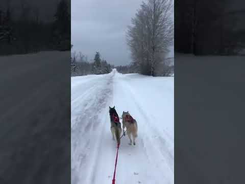 Mercury and Nikita