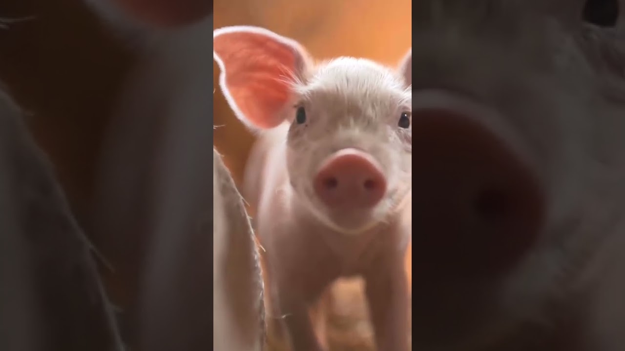 Kitten Pyramid 🔺Road Hog single // Flip Flop Records