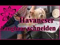 Langhaar Havaneser Hund schneiden | Fell kürzen beim Hund | Wie Haare schneiden beim Hund