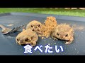 今日も美味しそうな、きなこまぶしガエル