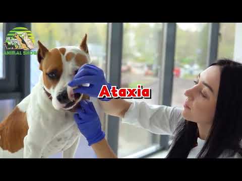 Βίντεο: Δίνοντας αυτό στο Αμερικάνικο Staffordshire Terrier καθημερινά θα μπορούσε να βοηθήσει στην ανακούφιση των επώδυνων δερματικών αλλεργιών